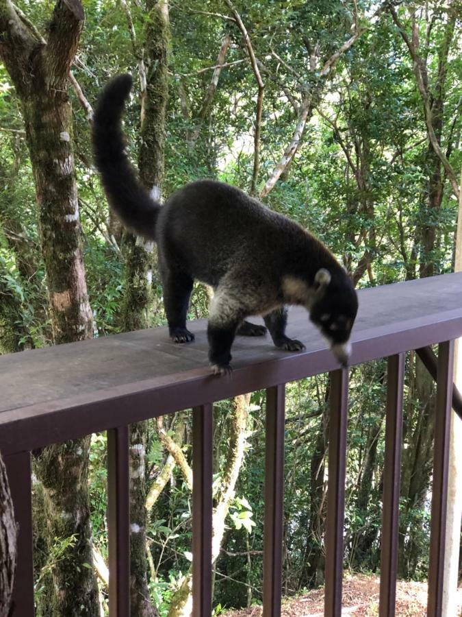 Cantos Del Bosque Monteverde Extérieur photo
